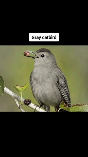 Bizarre Animal Sounds You Won't Believe!