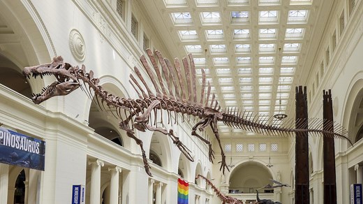 Field Museum debuts Spinosaurus exhibit featuring largest predatory dinosaur