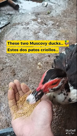 Snack Time for My Goofy Muscovy Duo! These two Muscovy ducks get super excited the moment they hear food coming 閭✨ Watch them rush in with their silly little moves—simple, fun, and guaranteed to make you smile!  #MuscovyDucks #FarmLifeVibes #CuteAnimalsDaily #DucksOfTheDay #FeedingTimeFun | Arga Kusuma Laksana | Facebook