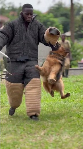 Guard dog training German shepherd