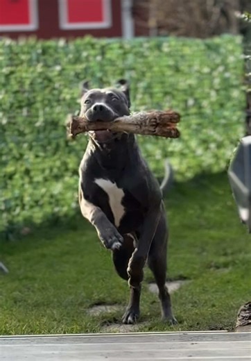 🩶🦴#pitbullsoftiktok #odin #foru #fyyyyyyyyyyyyyyyy #canecorso #pitbull #listenhund #loyalty #dog #nature #green