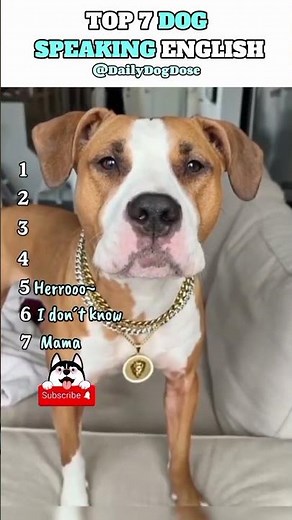 Top 7 Dogs Speaking English 😱🐶 | Talking Dogs Compilation | Daily Dog Dose