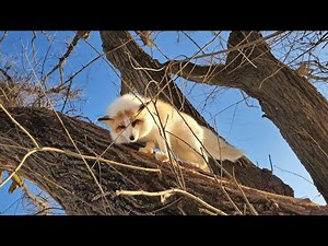 Foxes in a tree