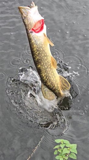 #alien_predator_lures #fishing #lure #lurefishing #predatorfishing #perch #pike #perchfishing #pikefishing #custom #lures #riverfishing #fishinglure #handmade #paint #wood #water #river #handcrafted #luremaking #lurebuilding #handmadelures #zombieperch | Bruce Dobbo