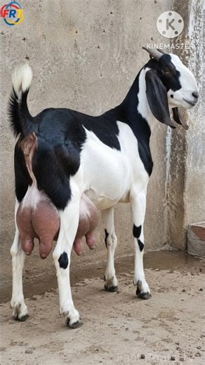 4 थनों वाली बकरी 😱” | Goat With 4 Udders.#youtubeshorts #facts #trending #animals
