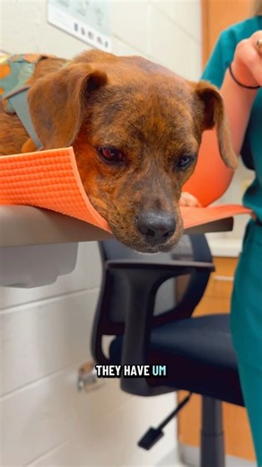🧡Vol Vet Review🧡 Assessing the eyesight of your dogs & cats!!! UTCVM-University of Tennessee College of Veterinary Medicine | Katie Van Slyke