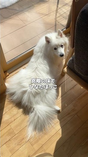 Dog behaviors that indicate spring #Japanese Spitz #medium-sized dog #shorts