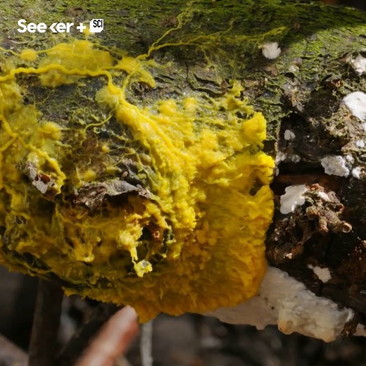 Slime molds can conquer mazes and make smart choices - all without a single brain cell. (via bioGraphic and Spine Films) | Seeker by The Verge