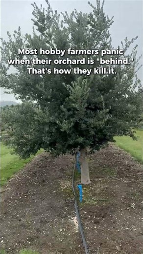 Why Your Truffle Orchard Isn't Producing Yet (And Why That's Okay)