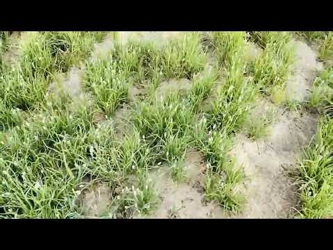 My farm in new tekinoial jira ki fasal . #new fenay video .ll