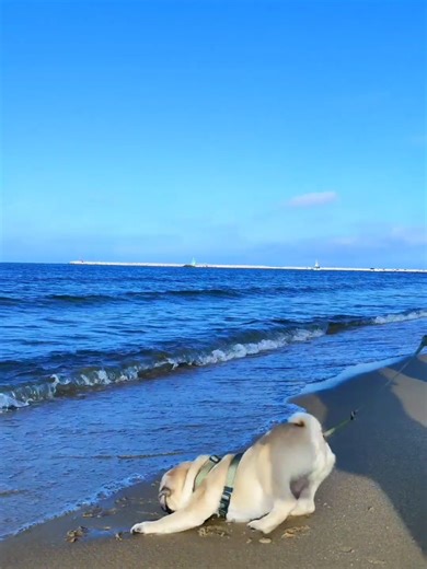 My dog loves to play on the beach. 🐶🏖️ #puppy #cutedog #dog #pug #beachpuppy