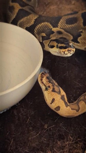 1st introductions. #ironman #ballpythonbreeding #newvideo #sillysnake #snakemating