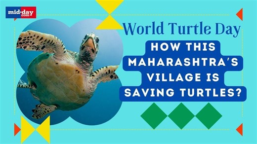 World Turtle Day 2024: Inside Maharashtra’s Velas village that is conserving Turtles