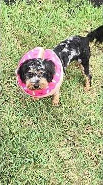 Funny Cavapoo Puppies Fight Over Backyard Stick