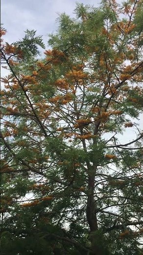 Grevillea Robusta Blooming Orange! #nature #funny #tree #birds #gardening