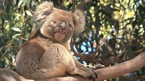 Koala Koala Animals Copyright Free Video Free Stock Footage
