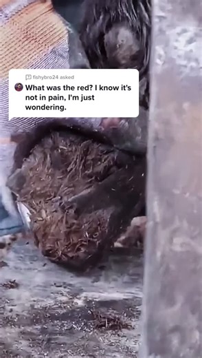 Answer to @fishybro24 Because the hooves are too long, it’s okay, the breeder will help them correct them after trimming#Manicure #Popularscience