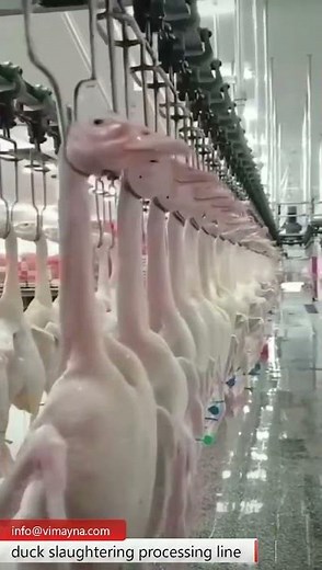 duck slaughtering line 1000-6000BPH automatic modern processing line