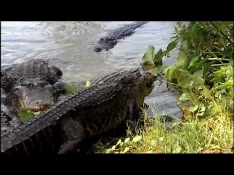 How Dinosaurs Fed - Walking with Dinosaurs - BBC