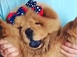 Watch this loveable chow chow puppy dance