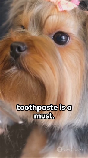 12K views · 336 reactions | Yorkie Health 101: Prevention & Treatment #yorkies #yorkiesofinstagram #yorkielovers #yorkshireterrier #yorkiesofinstagram | Yorkie Lovers | Facebook