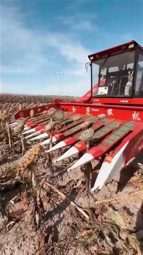 #sunflower #harvesting #kisan #farming #kheti #trending #organicfarming #viralvideo