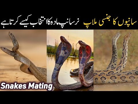 Snakes Mating Biology - Ritual Combat between Snakes