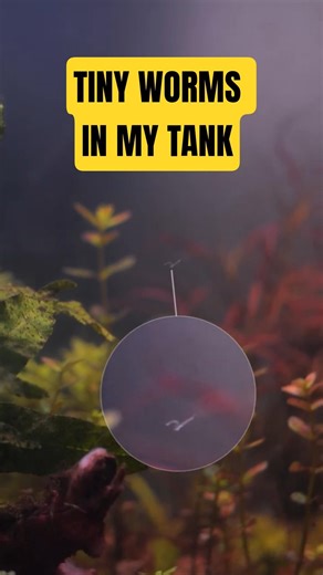 “Don’t Remove These Worms… They Fix Your Tank!” #fishtank #dirtedtank #worms #ecosystem #aquarium