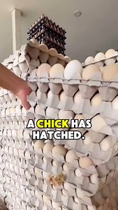 ✨All sentient beings—human or nonhuman—value their lives, and do not want to suffer pain or feel fear or distress. We should treat other sentient beings—human or nonhuman—the way we wish to be treated. Be vegan for them. 📼: @thesavemovement | Christopher Sean Mcginn