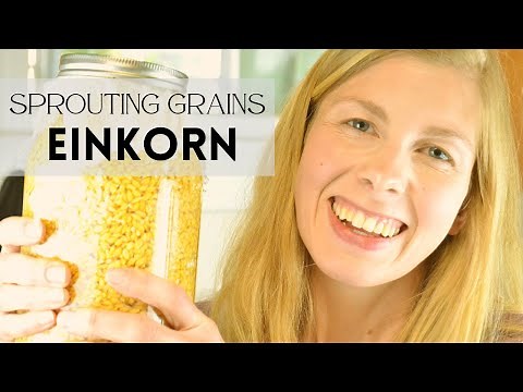 How to Sprout Grains (Sprouting Einkorn!)