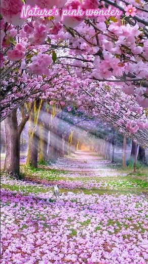The Magical Beauty of Cherry Blossoms 🌸