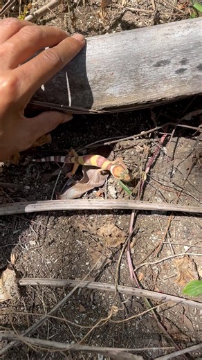 Catching a gecko hiding under dry wood #animals #insects #gecko #catch #wildlife