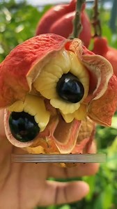 দারুন কিছু ফল চিনে রাখুন #fruit #reels #reelsvideo #reelsfb #amazing | Amazing Creations