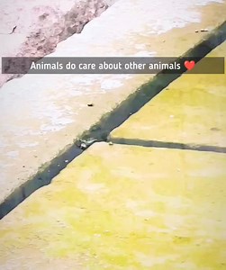 3.9K views · 127 reactions | Snakes can also save a life ❤️ | Dog Bless You | Facebook