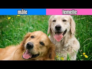 Chiens Mâles vs Chiens Femelles: Les Différences INCROYABLES Que Personne Ne Vous A Jamais Révélées!