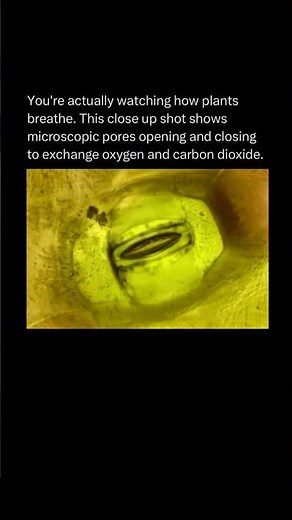 You're actually watching how plantsbreathe.