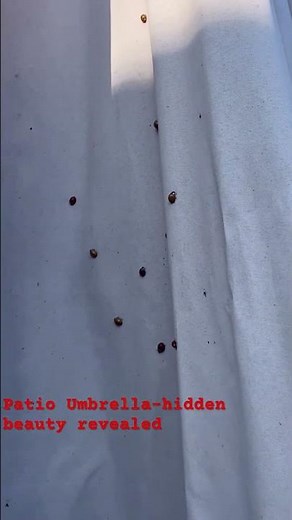You Won’t Believe What Was Hiding Here… Pods of Ladybugs