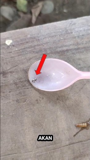 jentik nyamuk untuk pakan ikan cupang😨