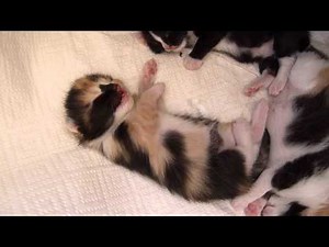 1-week old kitten dreaming and hissing