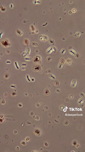 Exploring Thermophiles from Travertine Hot Springs Under a Microscope