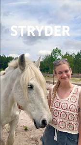 Introducing An Equine Therapy Program Horse: Stryder #equinetherapy #therapist #traumainformed