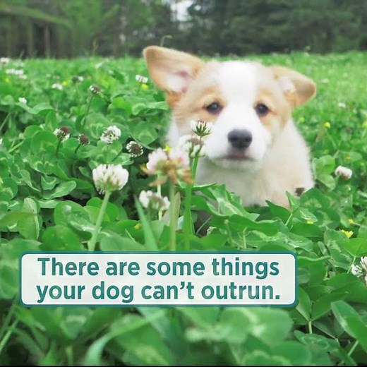 Simparica TRIO - Things your dog cannot outrun