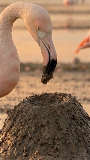 Flamingos Build Towers of Mud for One Amazing |animals