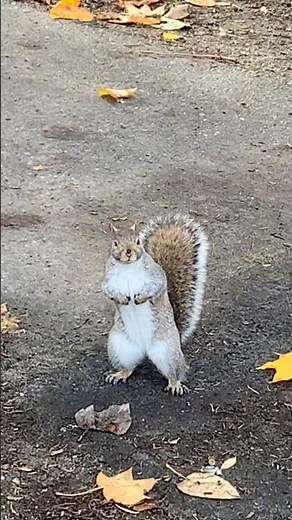 Real life Alvin & Chipmunks ng Victoria Canada | DoyTV in Canada #pinoycanada #ofw