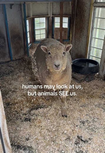 Understanding Love Through the Eyes of Sheep