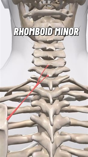 Bradley Blair Osteopath on Instagram: "The tension lines in the rhomboid muscles (both minor and major) typically follow their fibre orientation, which runs diagonally from the spine to the medial (inner) border of the scapula. Anatomy and Function: • Rhomboid Minor: • Origin: Spinous processes of C7 and T1 (sometimes including the ligamentum nuchae). • Insertion: Medial border of the scapula at the level of the spine of the scapula. • Function: Retracts the scapula, elevates the medial border o