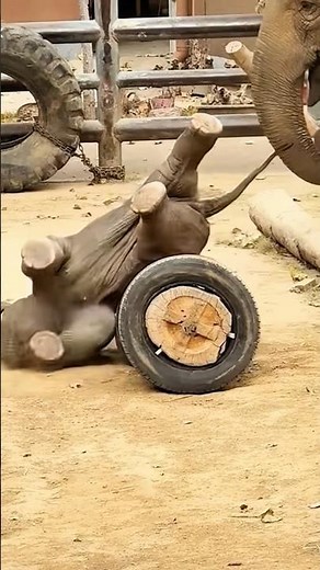 The baby Elephant Becomes a Beloved Star#adoreble #babyanimal #babyelephant #cute #funny #wildlife