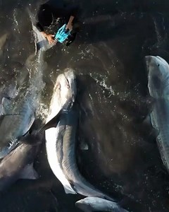 5.6K views · 125 reactions | Indonesia is the worlds largest shark...