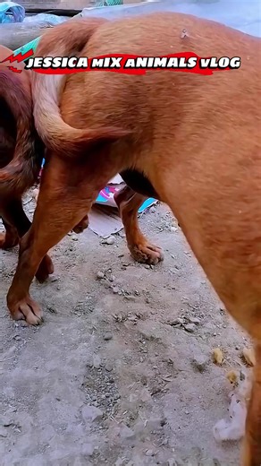 Understanding Dog Crossbreeding Techniques