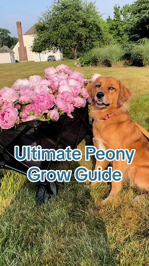 Peony Grow Guide: Bloom Like a Pro